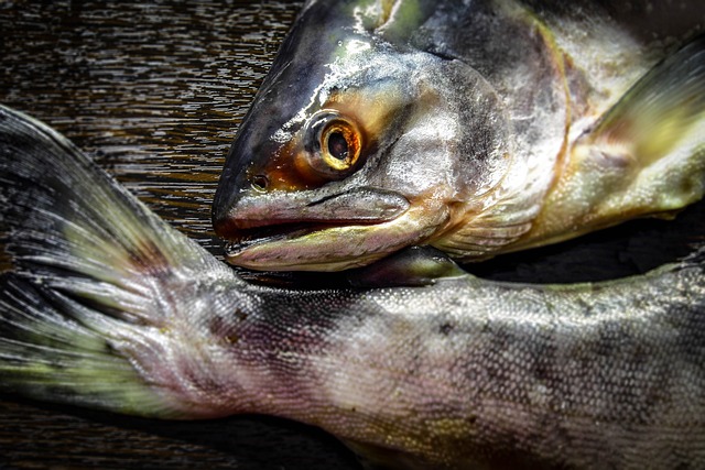 fish1